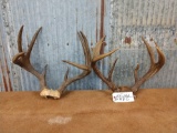 2 vintage Whitetail racks on skull plate