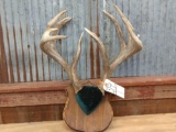 6x5 Whitetail Rack On Plaque