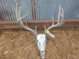 5x5 Whitetail On Skull