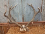 6x6 Red Stag Antlers On Plaque