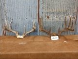 2 Whitetail racks on skull plate