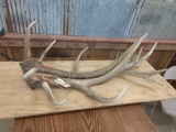 Nice set of 8x7 Elk Sheds 19.2 lbs