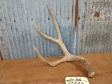 Nice 4 point mule deer shed