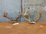 2 Whitetail racks on skull plate