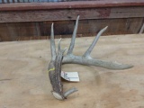 5 point Whitetail Shed