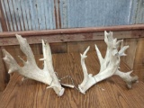 Big Heavy 230 Class Whitetail Sheds