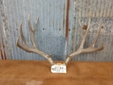 5x5 Mule Deer Rack On Skull Plate