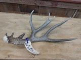 Nice Single Mule Deer Shed