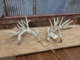 Crazy set of 44 Point Whitetail Sheds