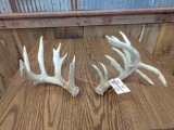 Gnarly Set Of Whitetail Sheds