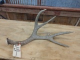 Nice Single 5 point Mule Deer Shed with Flyer