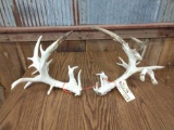 220 Class Whitetail Cut Off Antler