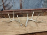 5x5 Whitetail Sheds