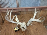 Whitetail Skull With Single Antler & Matching Shed