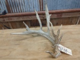 Big Main Frame 5 point Whitetail shed