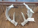 Main Frame 5x5 Whitetail Sheds