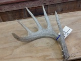 Nice 5 Point Typical Wild Whitetail Shed