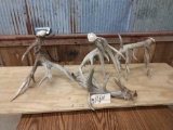 4 Big Gnarly Whitetail Sheds 22.6lbs Net