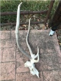 Large Axis Deer Skull