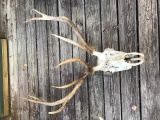 6x6 Elk Antlers On Full Upper Skull