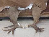 Nice Moose Rack Cut skull plate