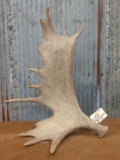 Awesome self-standing moose shed