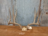 Big 5 by 5 mule deer rack on skull plate