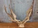 3 fallow deer racks on skull plate