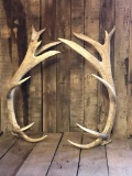 Trophy Elk Sheds 28.4lbs