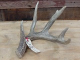 70 Class Whitetail Shed 5 Point