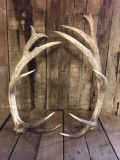 Trophy Elk Sheds 25.2 lbs