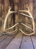 Trophy Elk Sheds 20.6 lbs