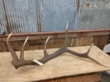 Nice 6 Point Elk Shed 8.6lbs