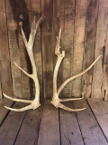 Trophy Elk Sheds 22.8 lbs