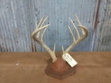 6 x 5 Whitetail rack on plaque