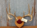 5 x 5 Whitetail rack on plaque