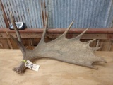 Single Moose Shed 10.4lbs