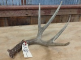 Nice 5 Point Mule Deer Shed great color no chews