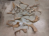 25 lbs Fallow Deer Sheds