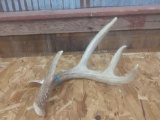 4 Point Whitetail Shed