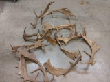 19.6lbs Fallow Deer Sheds