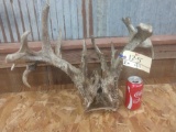 Main Frame 4x4 Whitetail Rack On Skull Plate