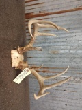Smaller 5 x 5 Whitetail rack cool browtines