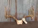 6 by 6 typical Whitetail rack on skull plate