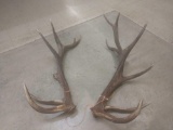 Big Non Typical Elk Sheds