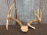 6 x 5 Whitetail rack on skull plate drooping main beam