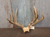 Two nice mule deer racks on skull plate