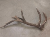 Non Typical Elk Shed