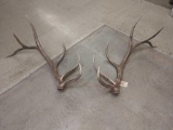 Nice Set Of Elk Sheds 27.6lbs