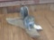 Full body mount gray squirrel